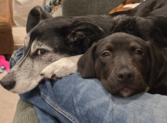 I Talk About Dogs A Lot And I'm Not Sorry About It